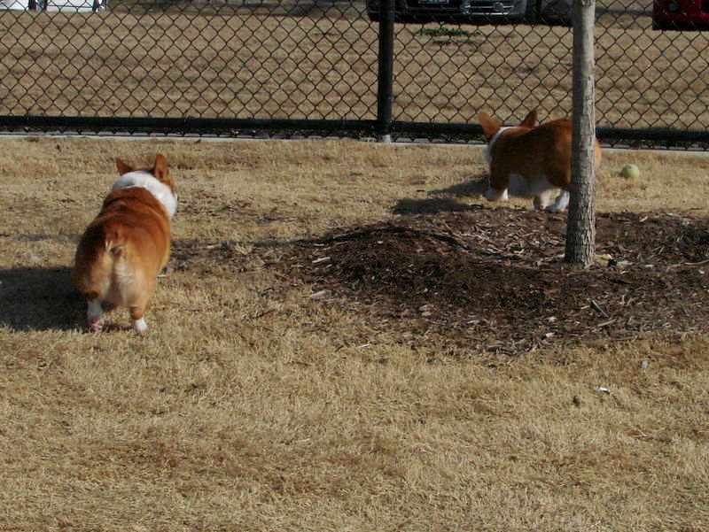 North Texas Corgi Meetup