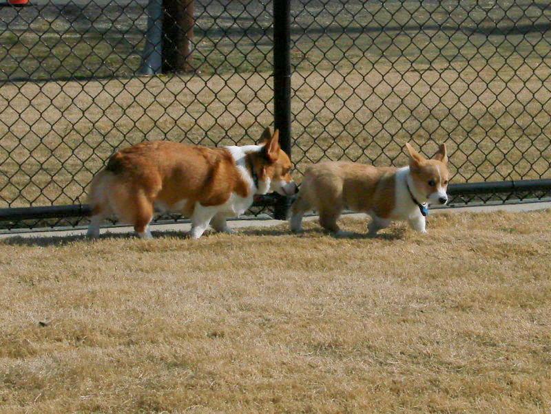 North Texas Corgi Meetup