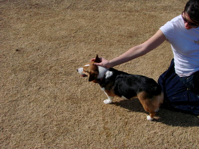 North Texas Corgi Meetup