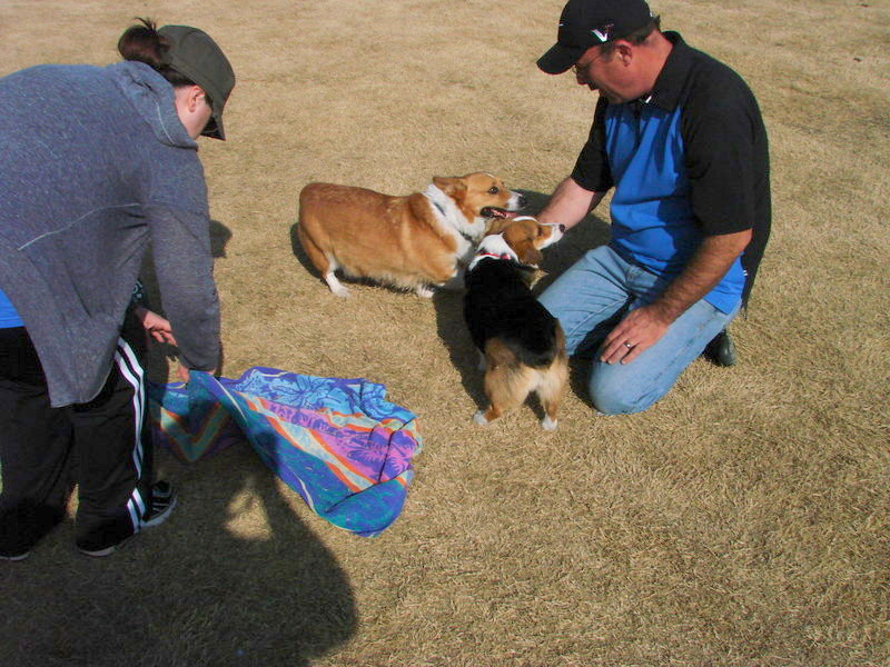 North Texas Corgi Meetup