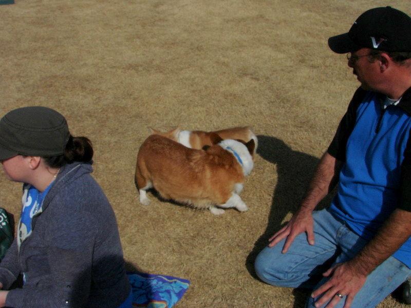 North Texas Corgi Meetup