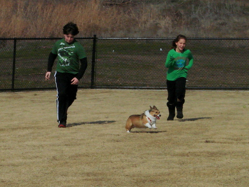 North Texas Corgi Meetup