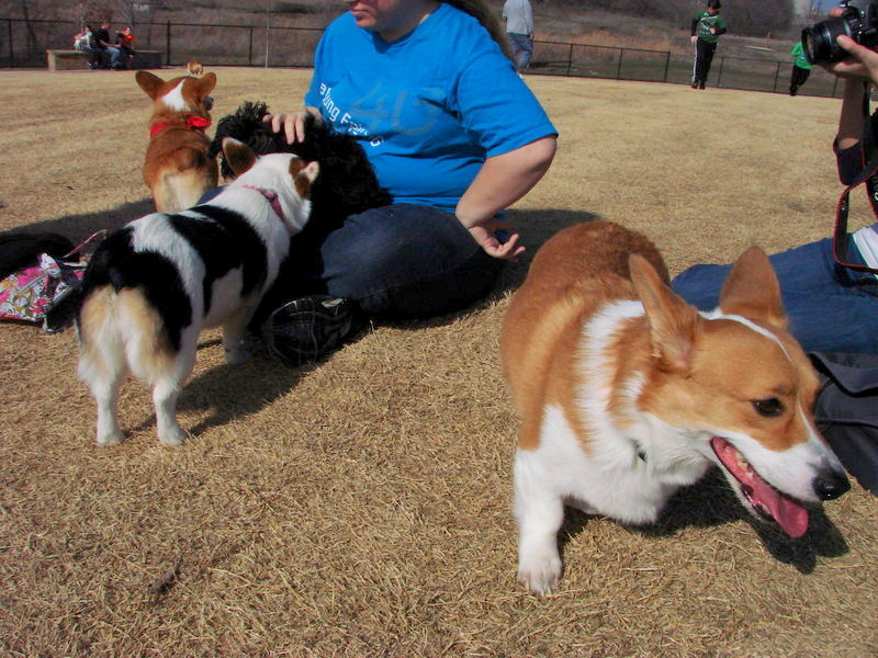 North Texas Corgi Meetup