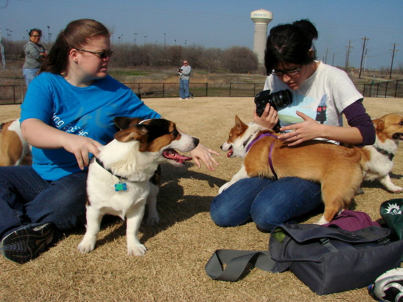 North Texas Corgi Meetup