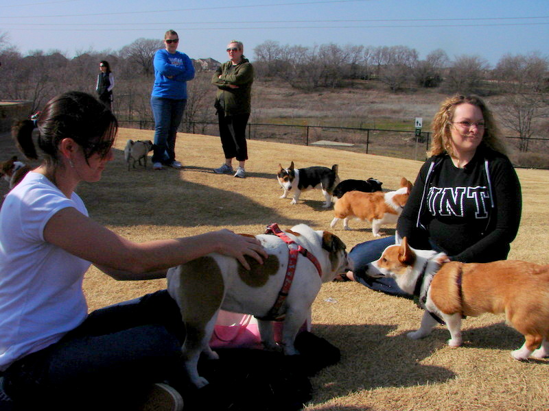 North Texas Corgi Meetup