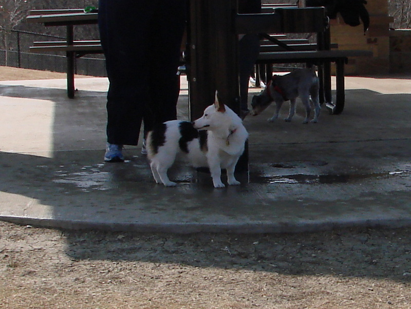 North Texas Corgi Meetup