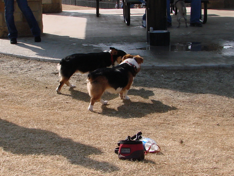 North Texas Corgi Meetup