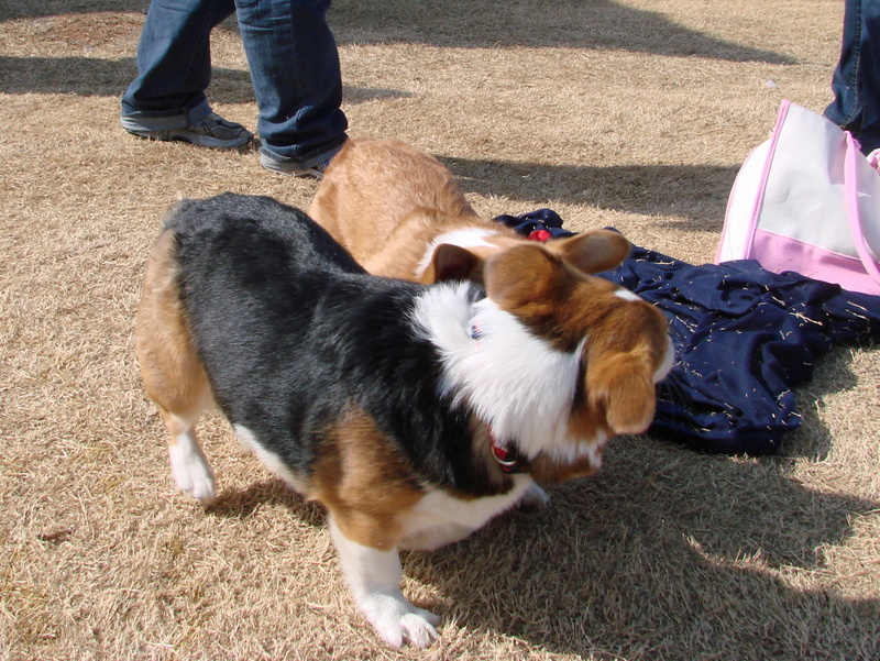 North Texas Corgi Meetup