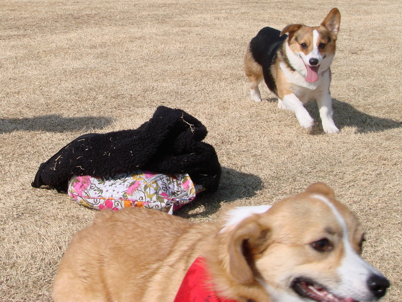 North Texas Corgi Meetup