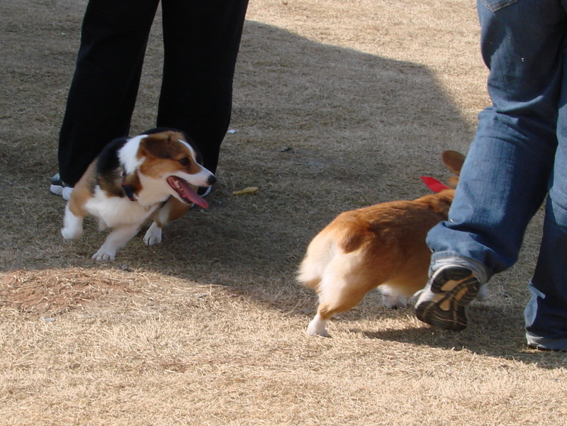 North Texas Corgi Meetup