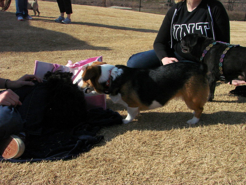 North Texas Corgi Meetup