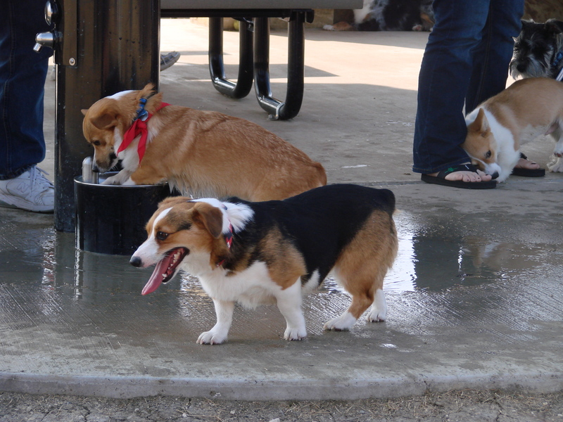 North Texas Corgi Meetup