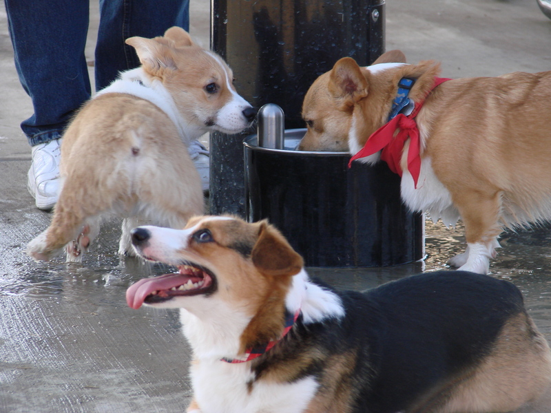 North Texas Corgi Meetup