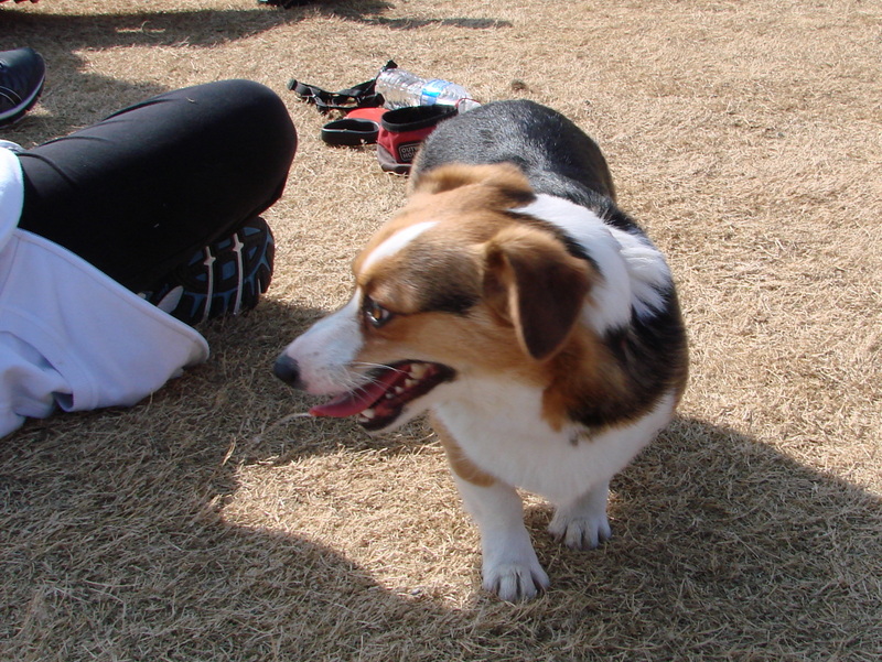 North Texas Corgi Meetup