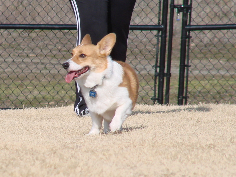 North Texas Corgi Meetup