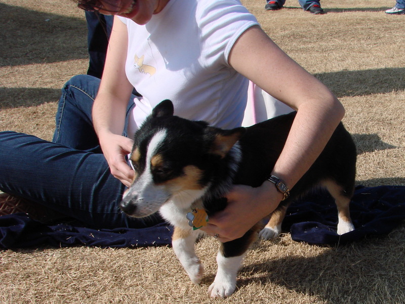 North Texas Corgi Meetup