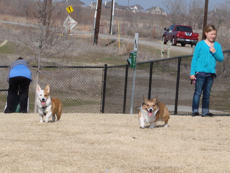 North Texas Corgi Meetup