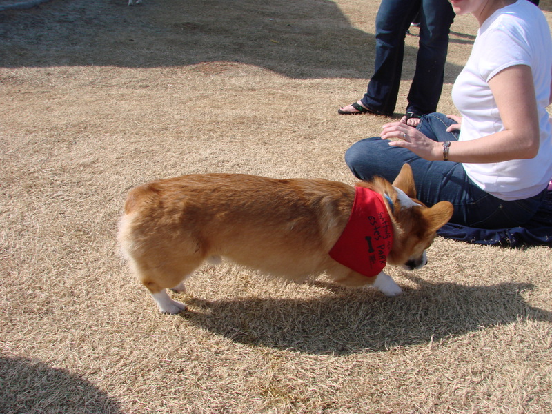 North Texas Corgi Meetup