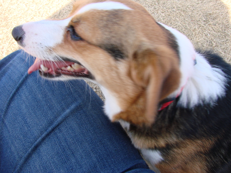 North Texas Corgi Meetup