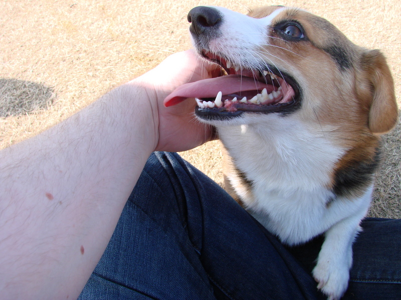 North Texas Corgi Meetup