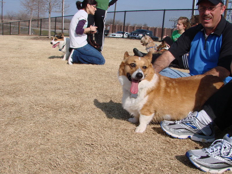 North Texas Corgi Meetup