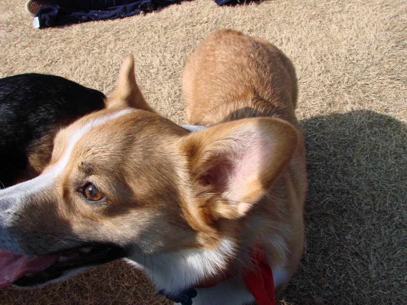 North Texas Corgi Meetup