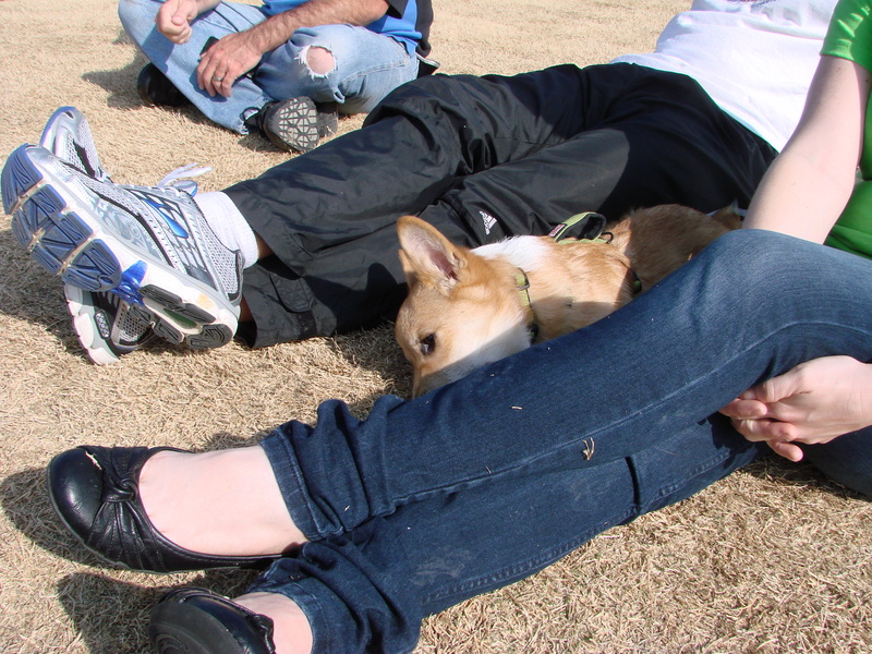 North Texas Corgi Meetup