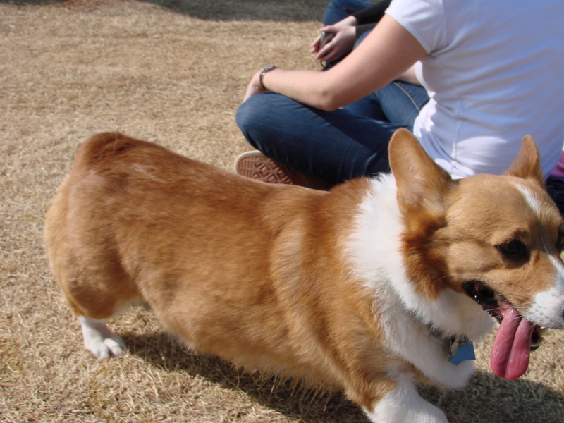 North Texas Corgi Meetup