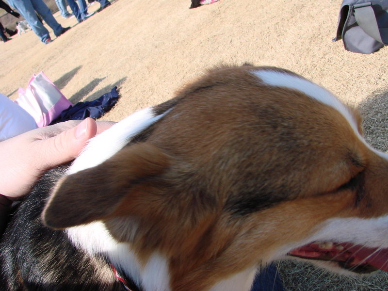 North Texas Corgi Meetup