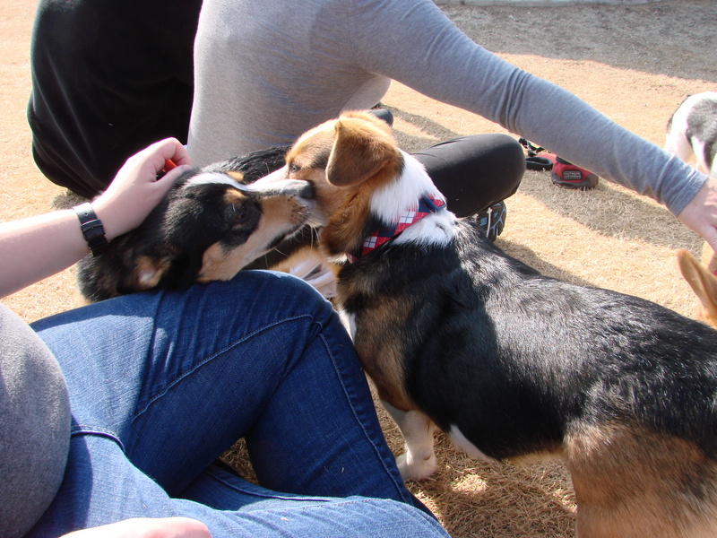 North Texas Corgi Meetup