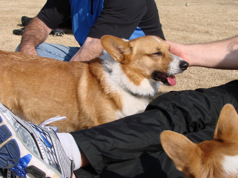 North Texas Corgi Meetup