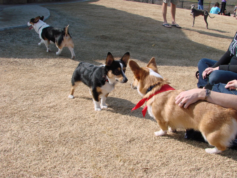 North Texas Corgi Meetup