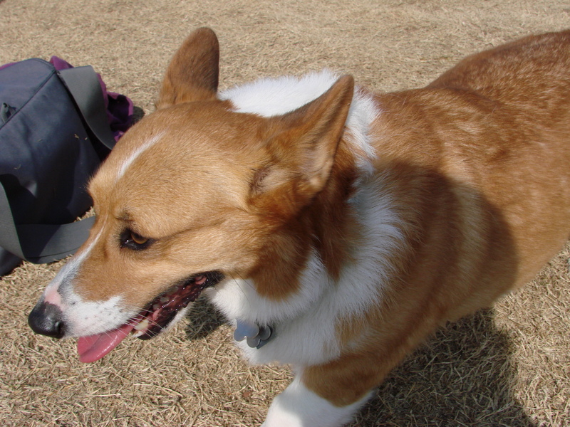 North Texas Corgi Meetup