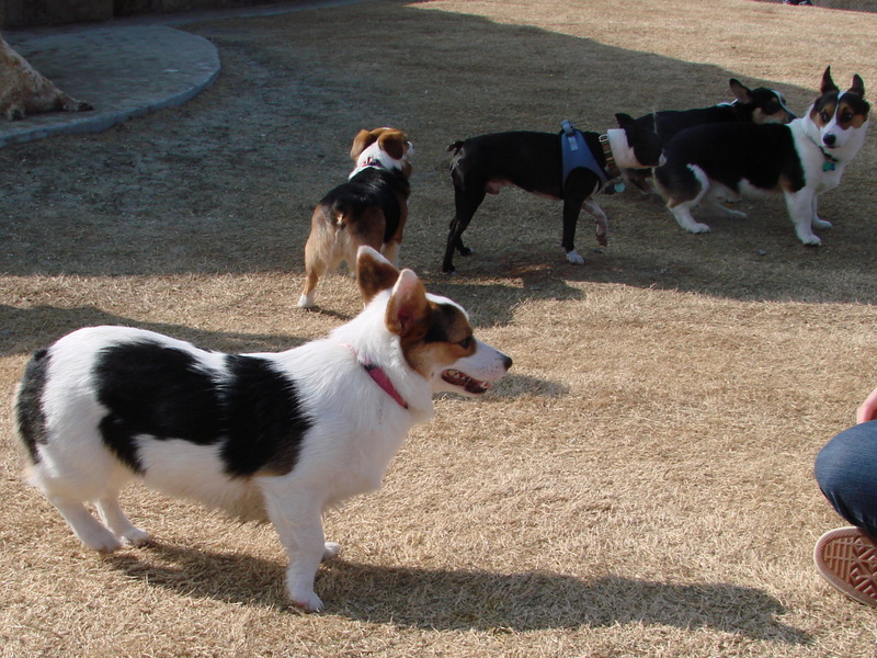 North Texas Corgi Meetup