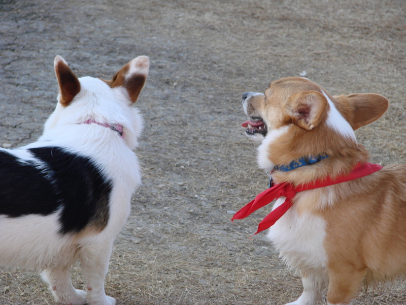 North Texas Corgi Meetup