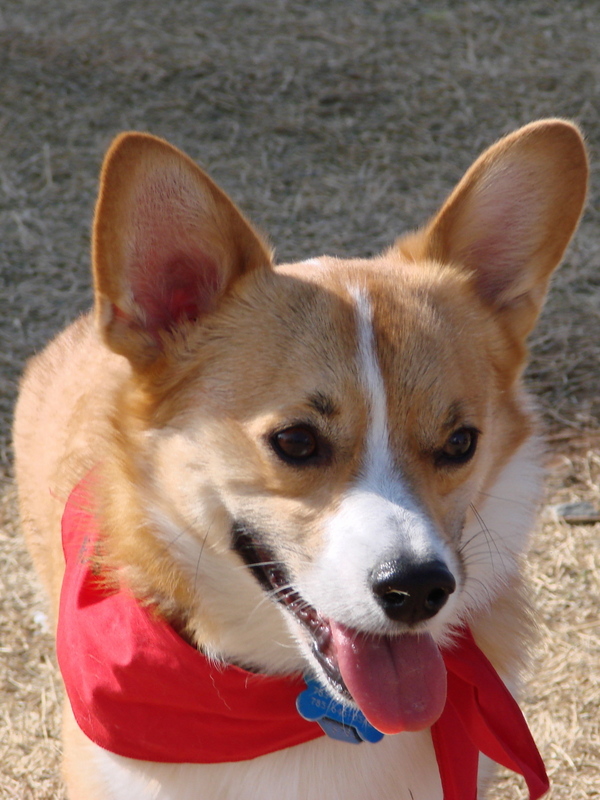 North Texas Corgi Meetup