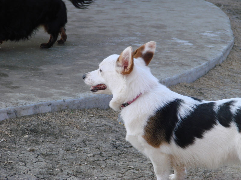 North Texas Corgi Meetup