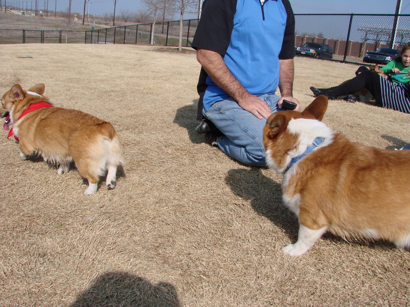 North Texas Corgi Meetup