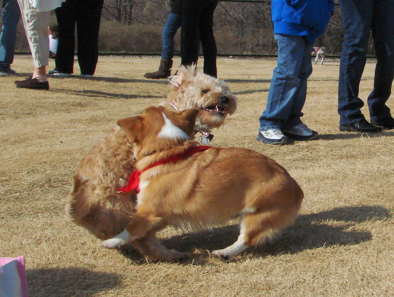 North Texas Corgi Meetup