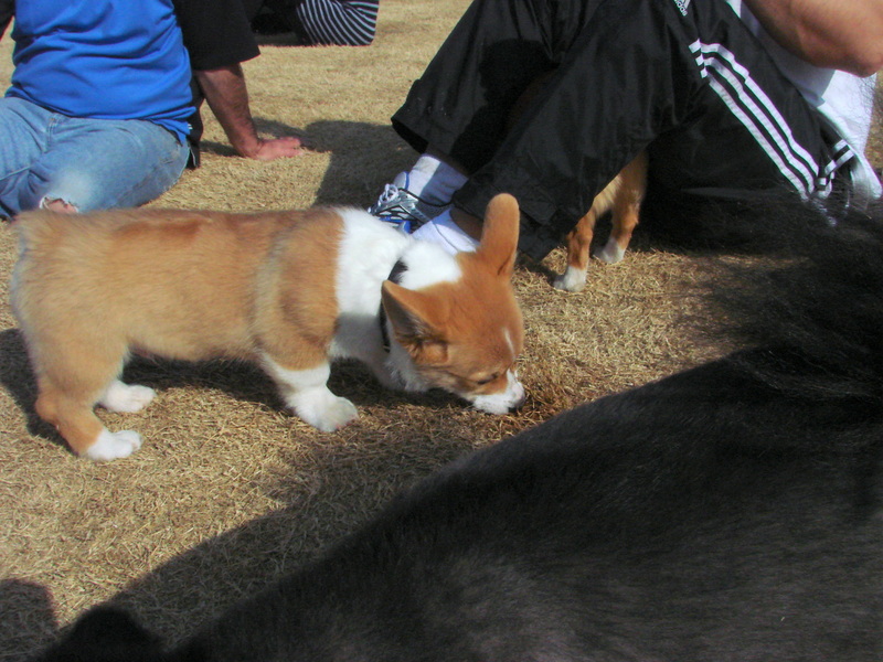 North Texas Corgi Meetup