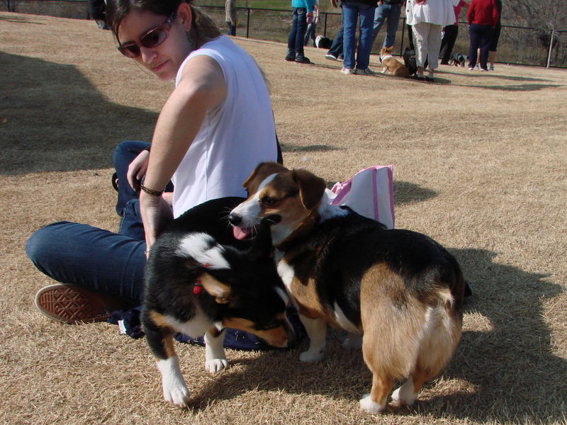 North Texas Corgi Meetup