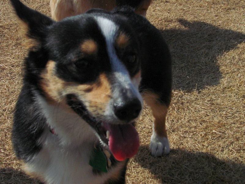 North Texas Corgi Meetup