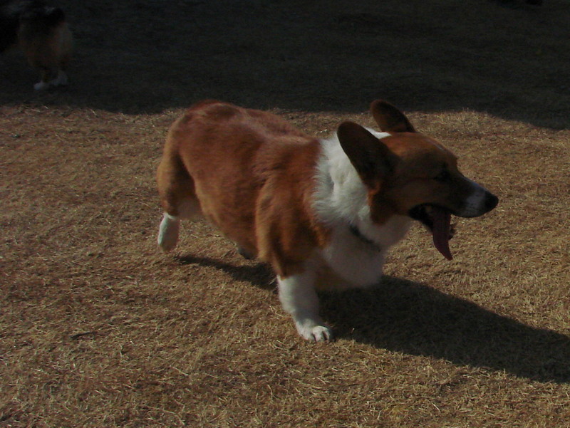 North Texas Corgi Meetup