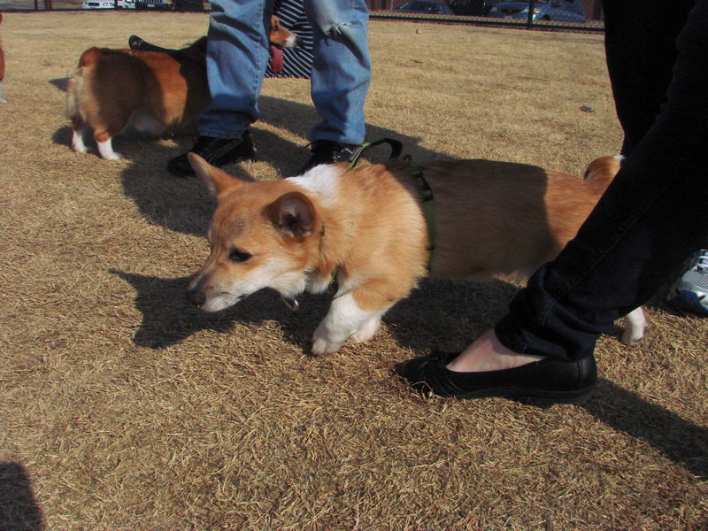 North Texas Corgi Meetup