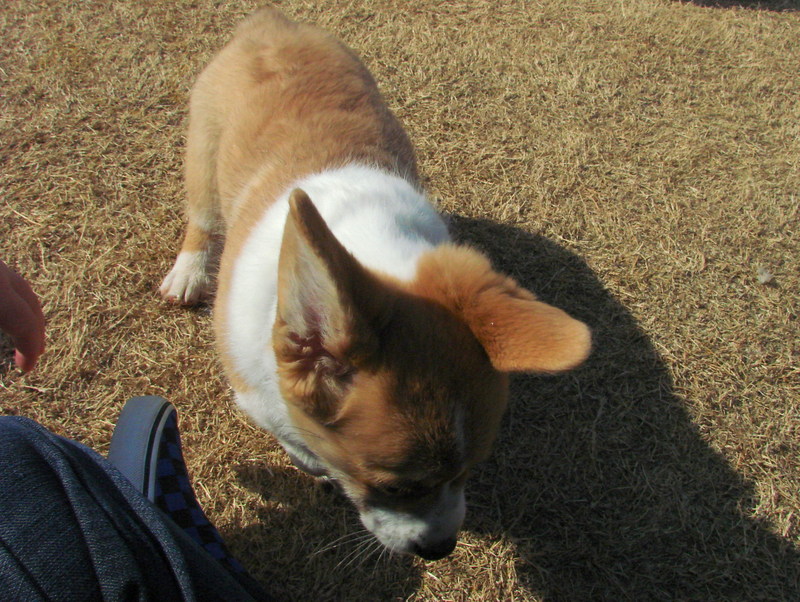 North Texas Corgi Meetup