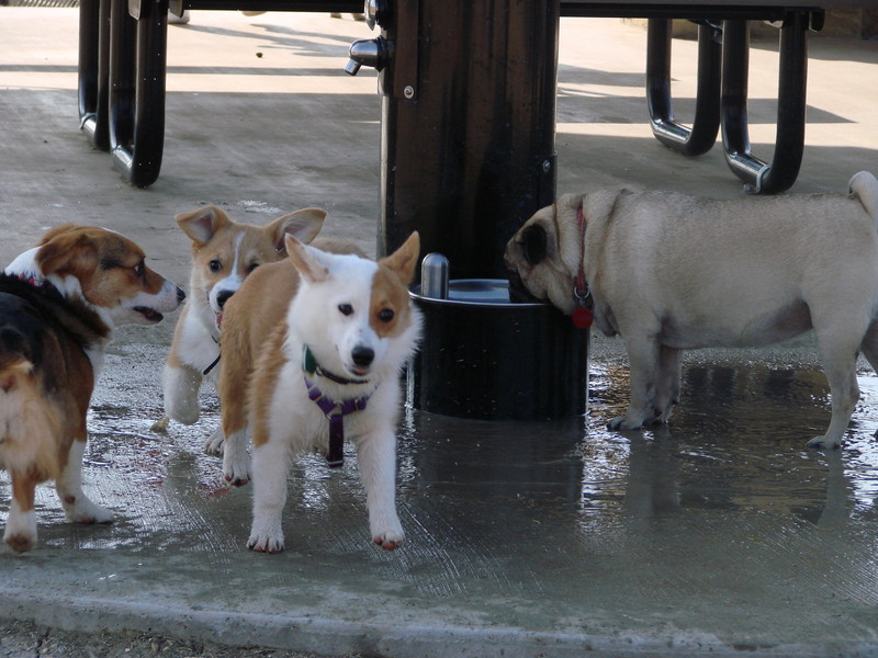 North Texas Corgi Meetup