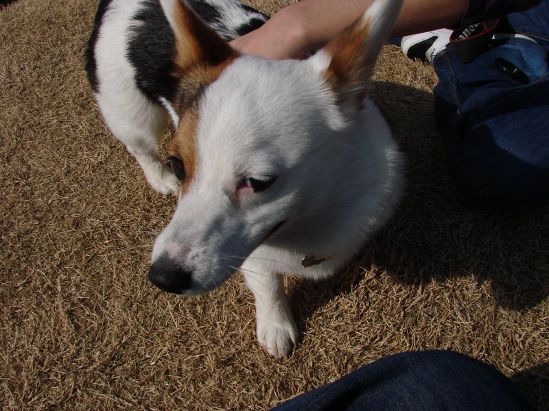 North Texas Corgi Meetup