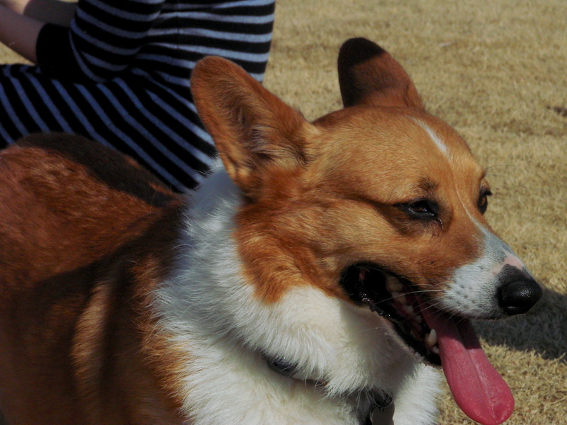 North Texas Corgi Meetup