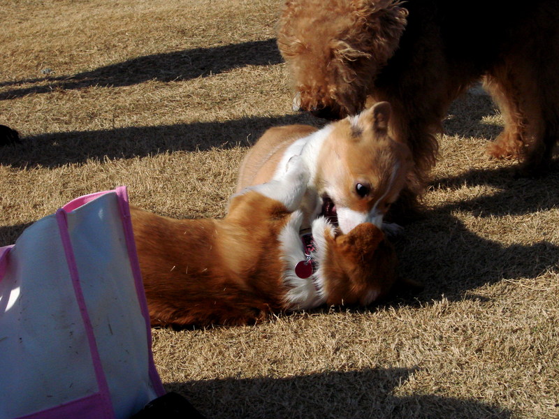 North Texas Corgi Meetup