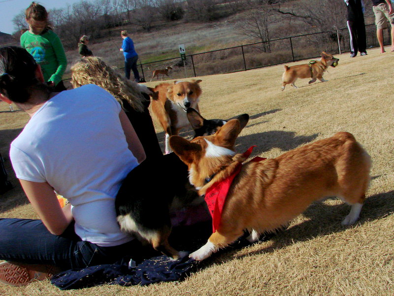 North Texas Corgi Meetup